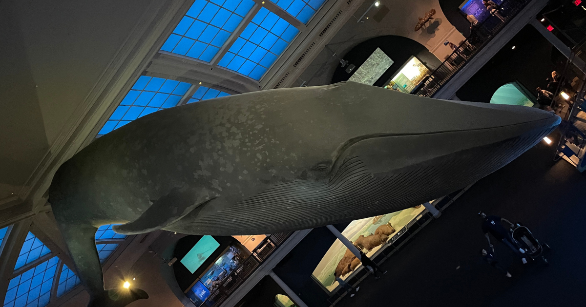 The blue whale model suspended above exhibits at the American Museum of Natural History.